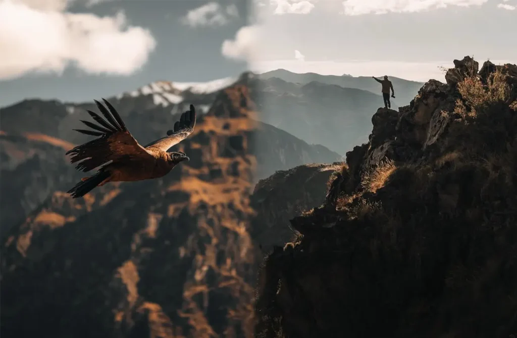 Cóndor volando y persona encima de montaña en el Colca