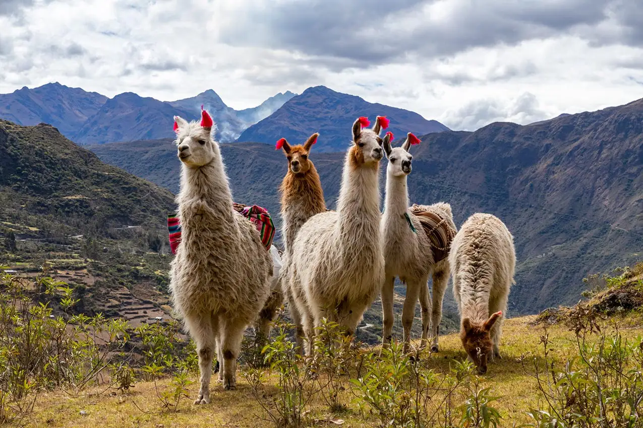 Lhamas de pelo vermelho nos Andes cercadas por montanhas