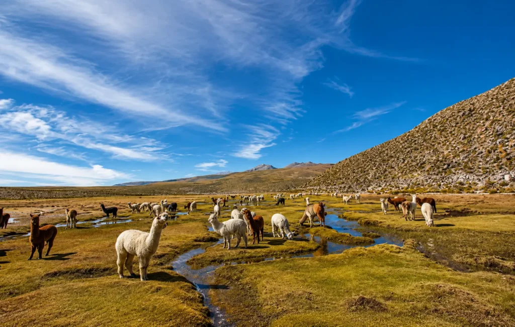 Altiplano boliviano paisaje altitud lagunas