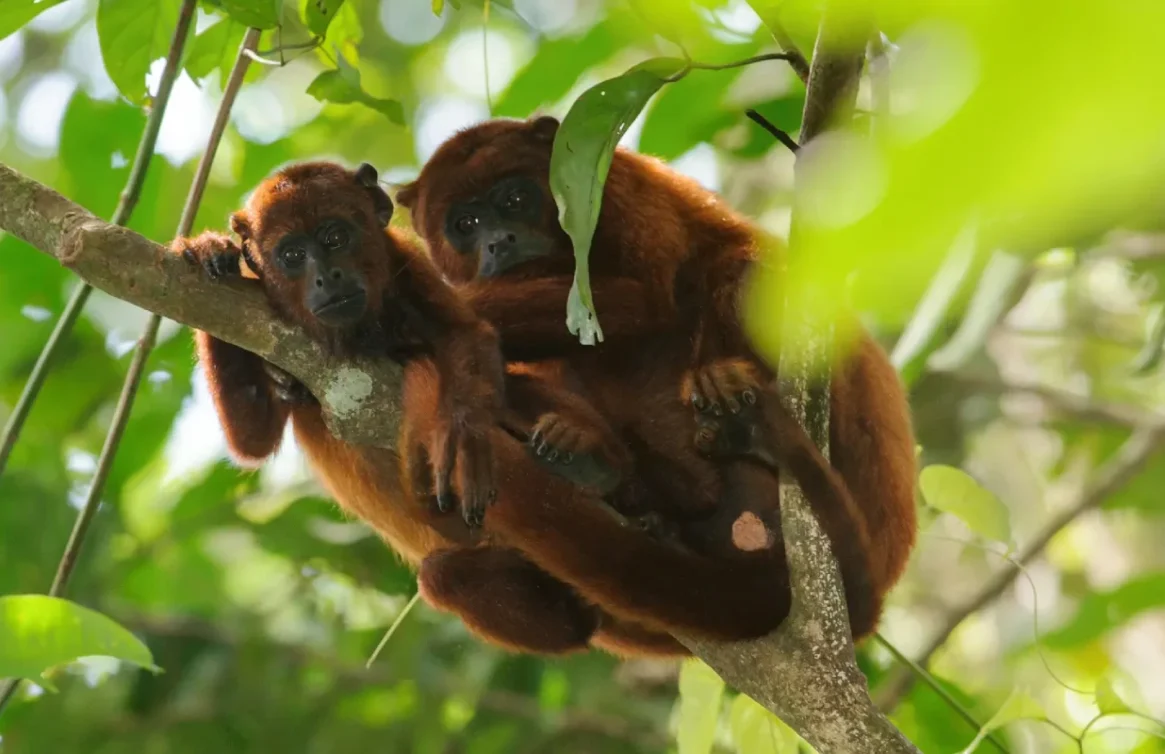 Dois macacos abraçados descansam em um galho na selva.