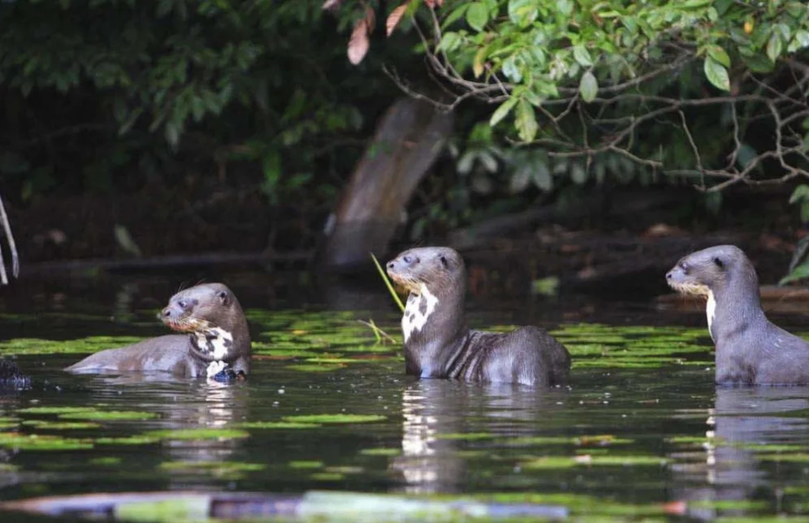 Lontras nadando no Lago Sandoval cercadas pela vegetação amazônica