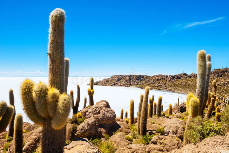 Isla Incahuasi cactus Salar Uyuni