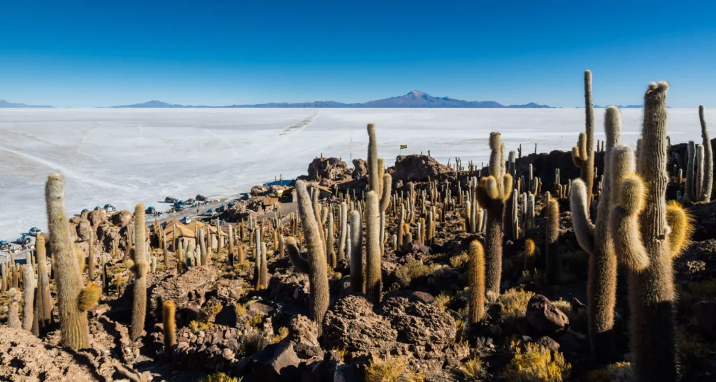 Isla Incahuasi cubierta de cactus gigantes