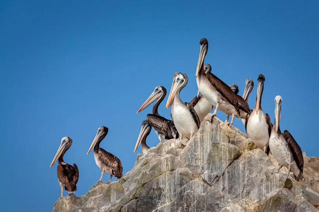 Ilhas Ballestas (Islas Ballestas) no Peru