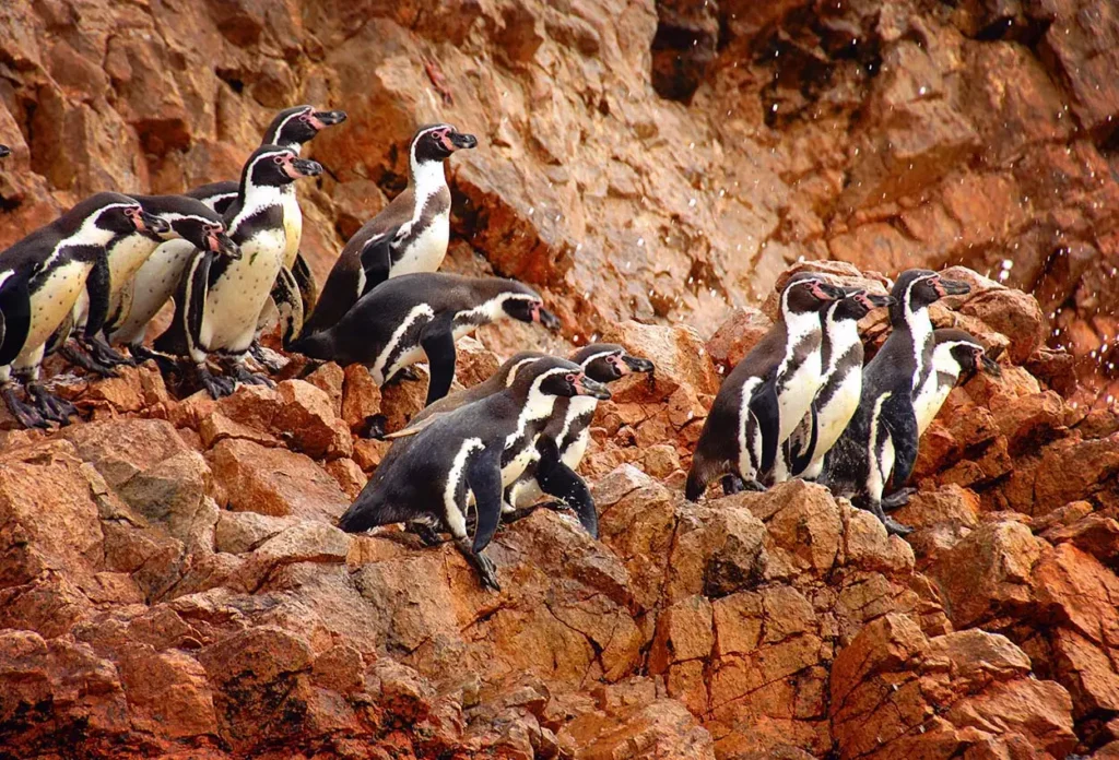 Ilhas Ballestas (Islas Ballestas) no Peru