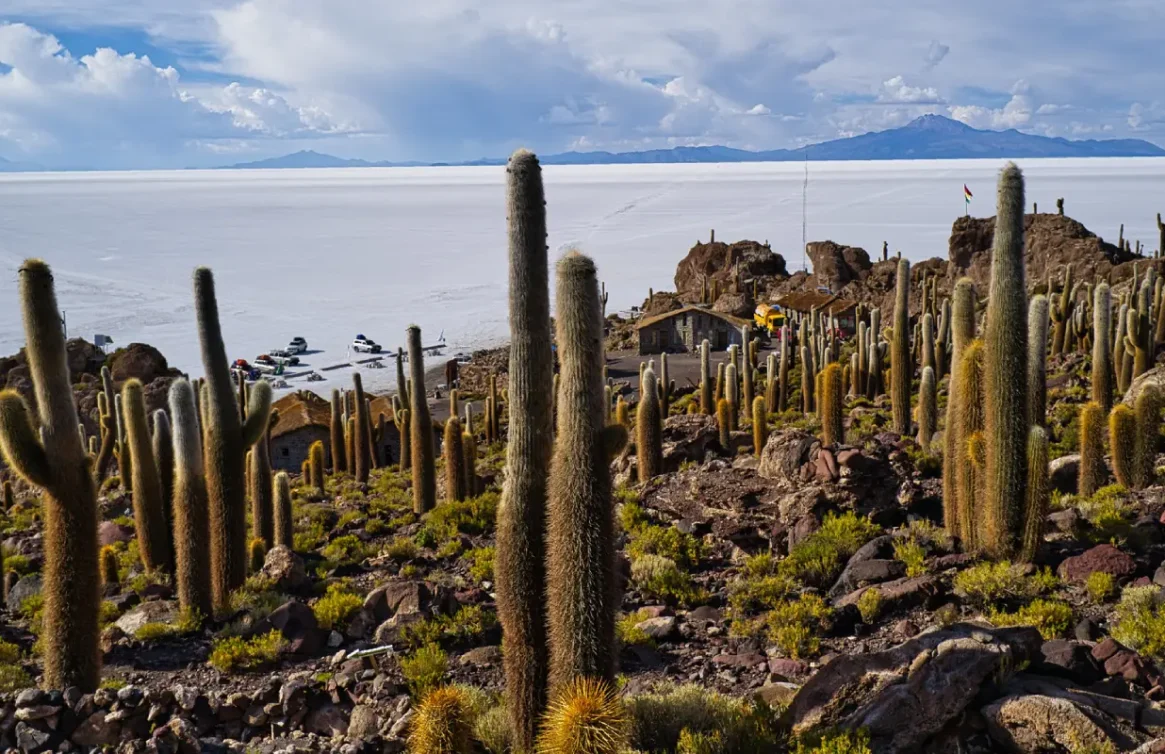 Cactos gigantes na Ilha Incahuasi, cercada pelo Salar de Uyuni, na Bolívia.