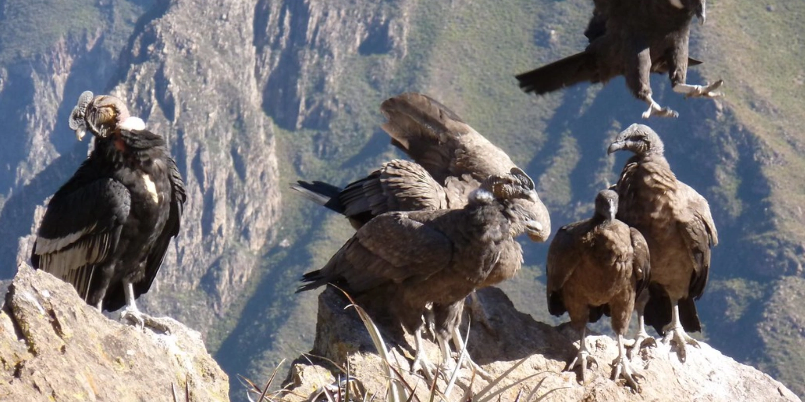 Tour Cañón Colca 2 días