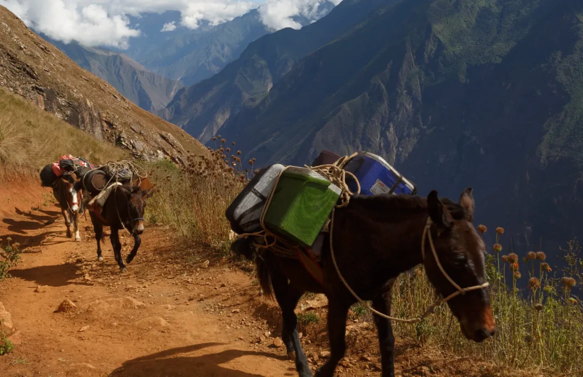 Mulas carregadas caminhando por uma trilha na montanha em direção a Choquequirao.