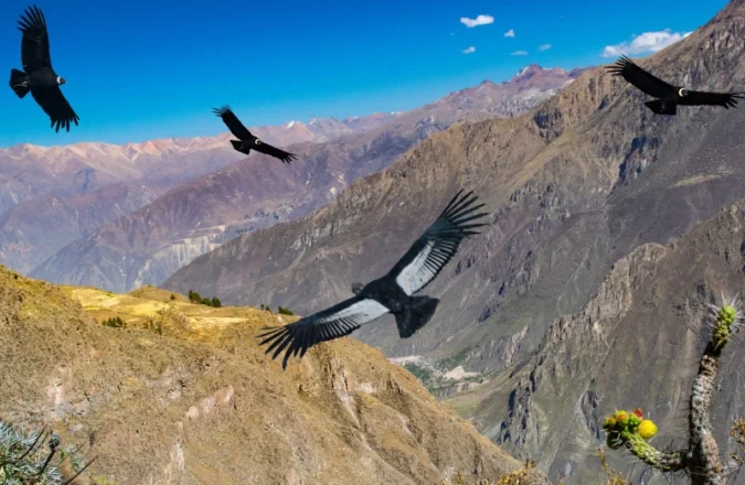 Passeio ao Canyon do Colca Dia Inteiro