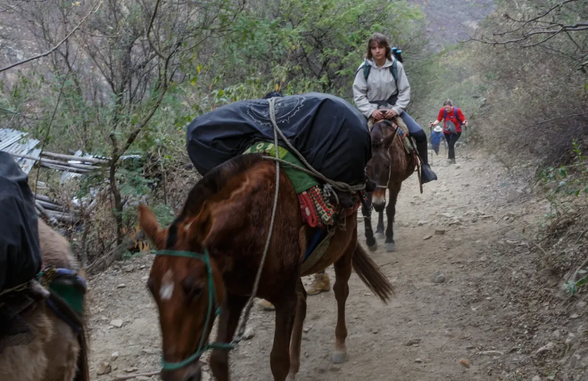 Turistas e mulas avançam por uma trilha arborizada na rota para Choquequirao.