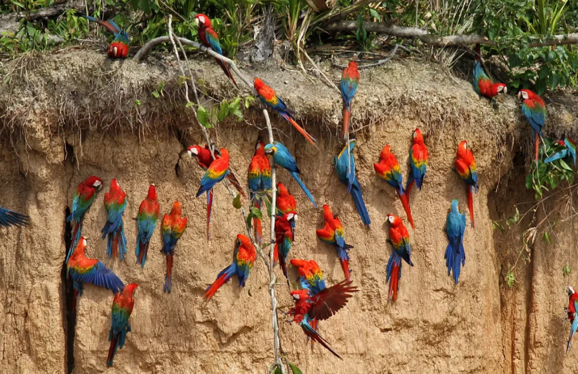 Grupo de araras coloridas empoleiradas em um muro de argila.