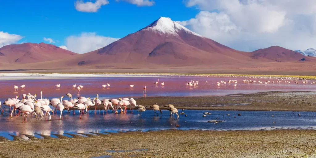 Flamencos en la Laguna Colorada con montaña nevada al fondo en Bolivia.