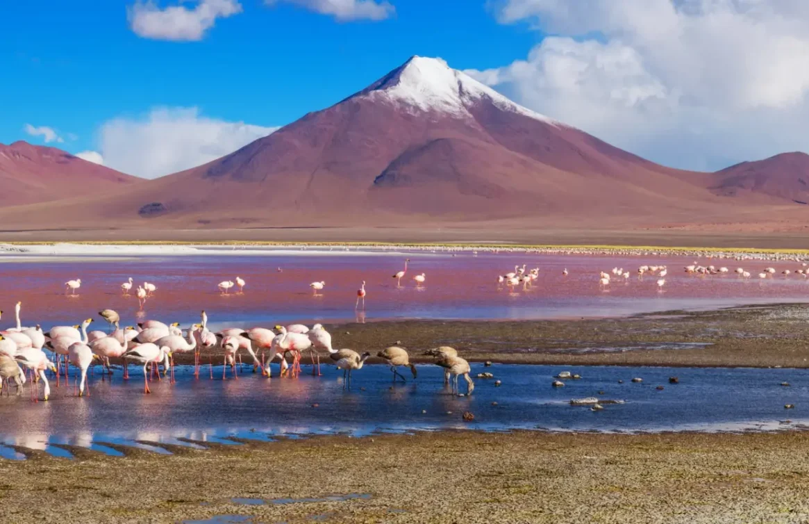 Flamingos na Laguna Colorada com uma montanha coberta de neve ao fundo, na Bolívia.