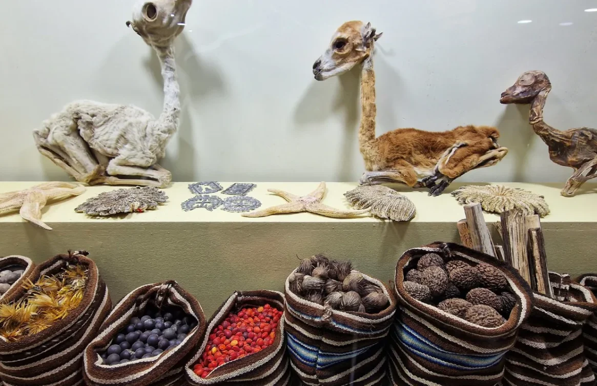 Exposição de animais empalhados e sementes no Museu Pukara.