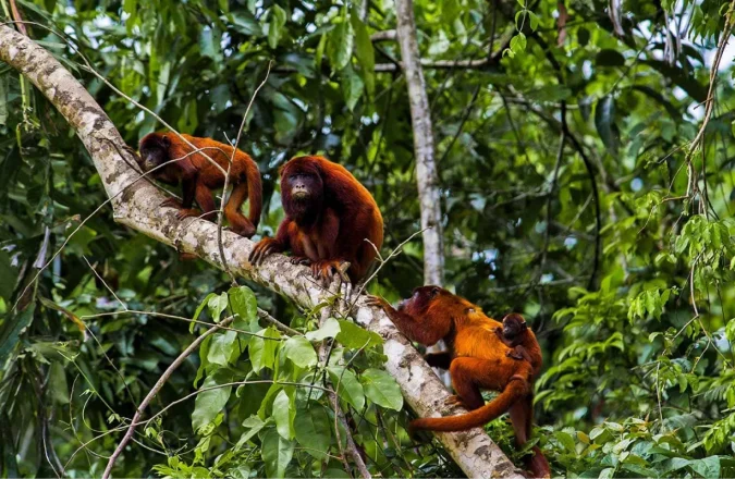 Qué hacer y ver en la reserva Tambopata en Perú Qué hacer y ver en la reserva Tambopata en Perú