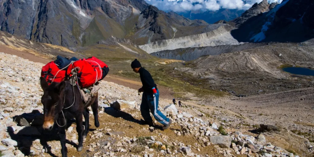 Hombre guía a una mula cargada por un sendero montañoso en el Salkantay, Perú.