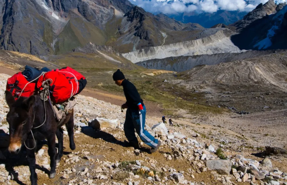 Hombre guía a una mula cargada por un sendero montañoso en el Salkantay, Perú.