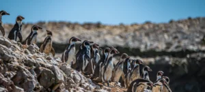 Paracas e Islas Ballestas: guía completa para descubrir la joya natural de la costa peruana