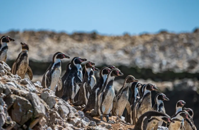 Paracas e Islas Ballestas: guía completa para descubrir la joya natural de la costa peruana