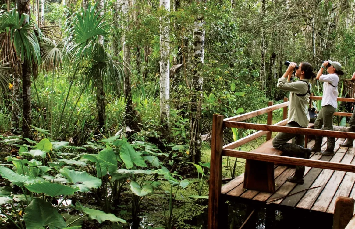 Turistas com binóculos observam pássaros de uma plataforma na selva.